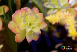 0001_fleur