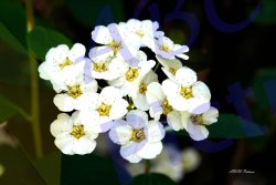 0007_verveine