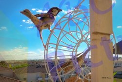 0012_oiseau