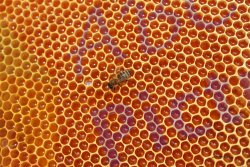 0013_abeille