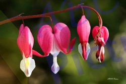 0014_bleeding_heart