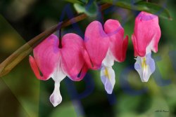 0015_bleeding_heart