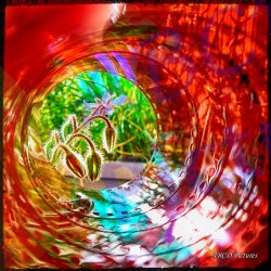 0016_bourrache