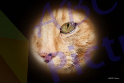 0020_chat