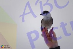 0021_oiseau