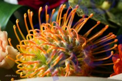 0026_fleur