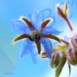 0027_bourrache