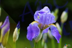 0034_iris