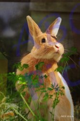 0035_lapin