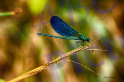 0036_libellule