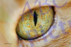 0037_oeil_chat