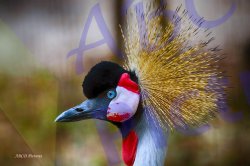 0038_grue