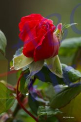0040_rose