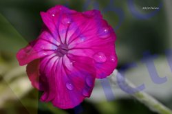 0041_fleur