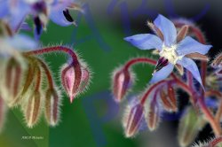0043_eclosion_bourrache