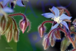 0044_eclosion_bourrache