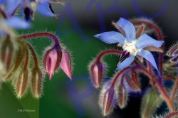 0046_eclosion_bourrache