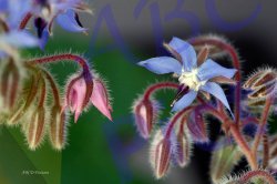 0047_eclosion_bourrache